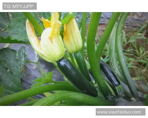 黄娜独家分享排球心得与技巧助你提升球技的全面指南